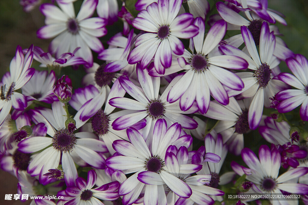 蓝目菊紫白相间美丽花朵绽放