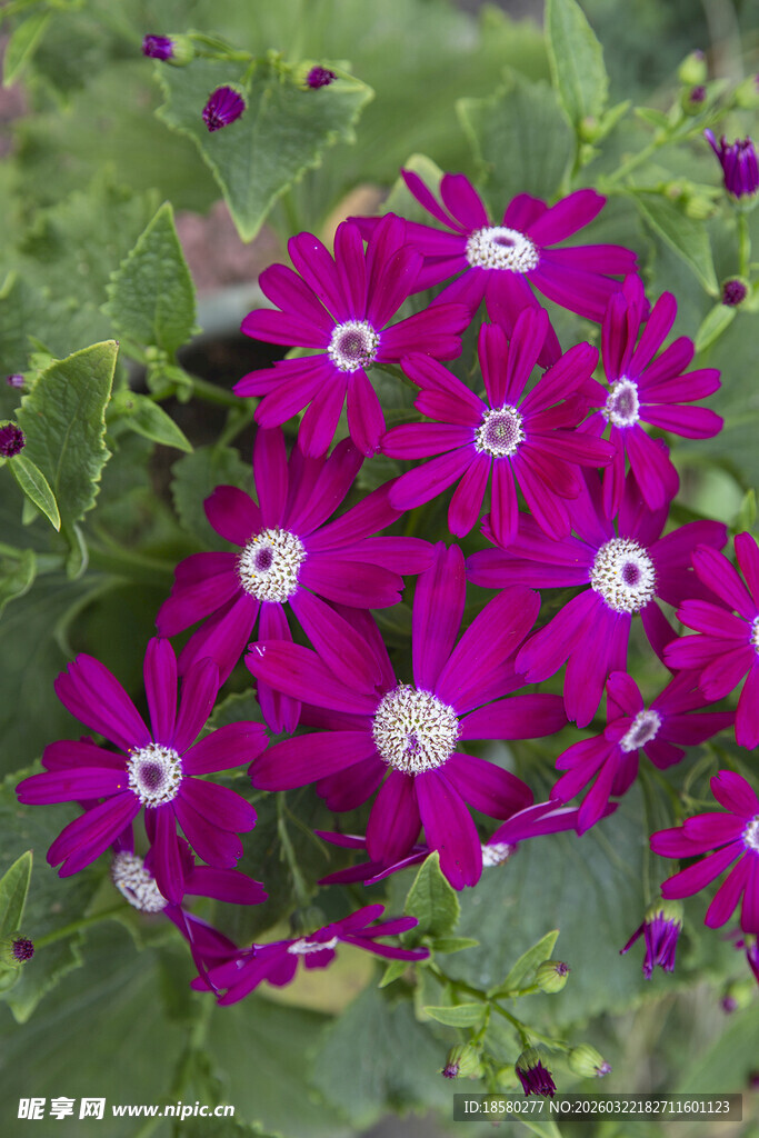 蓝目菊艳丽紫花绽放绿叶间