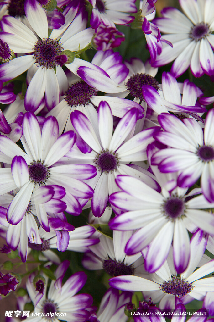 蓝目菊紫白相间美丽花朵绽放