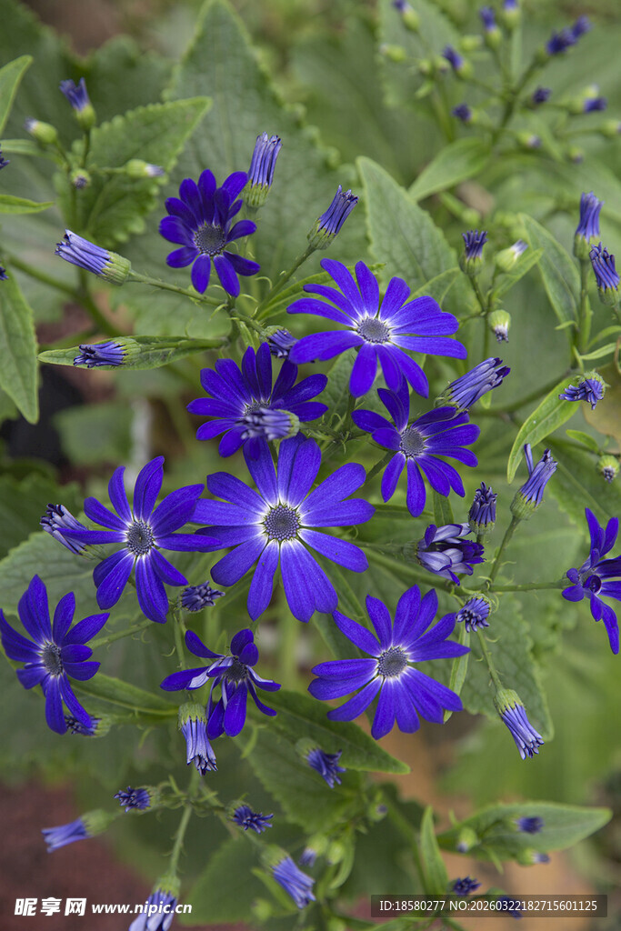 蓝目菊蓝紫色小花绽放绿意间