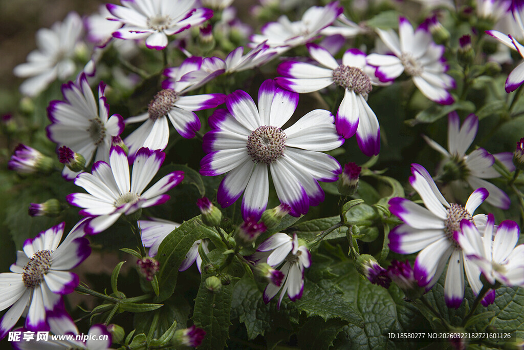 蓝目菊紫白相间矮牵牛花卉