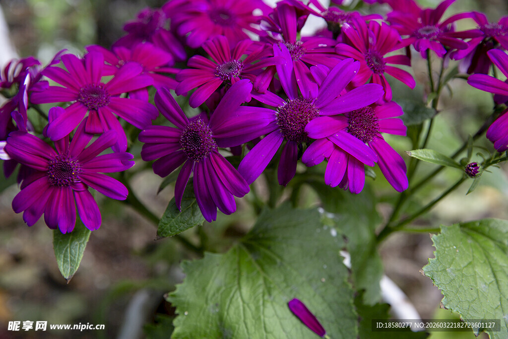 蓝目菊艳丽紫花绽放