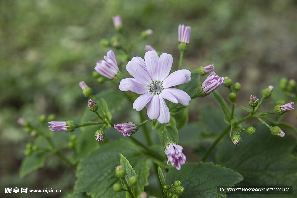 蓝目菊田野中的淡紫色小花