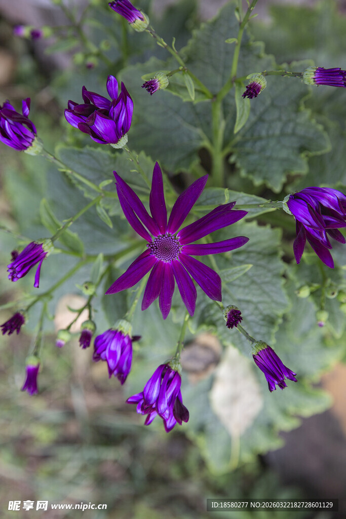 蓝目菊紫色小花绽放绿叶间