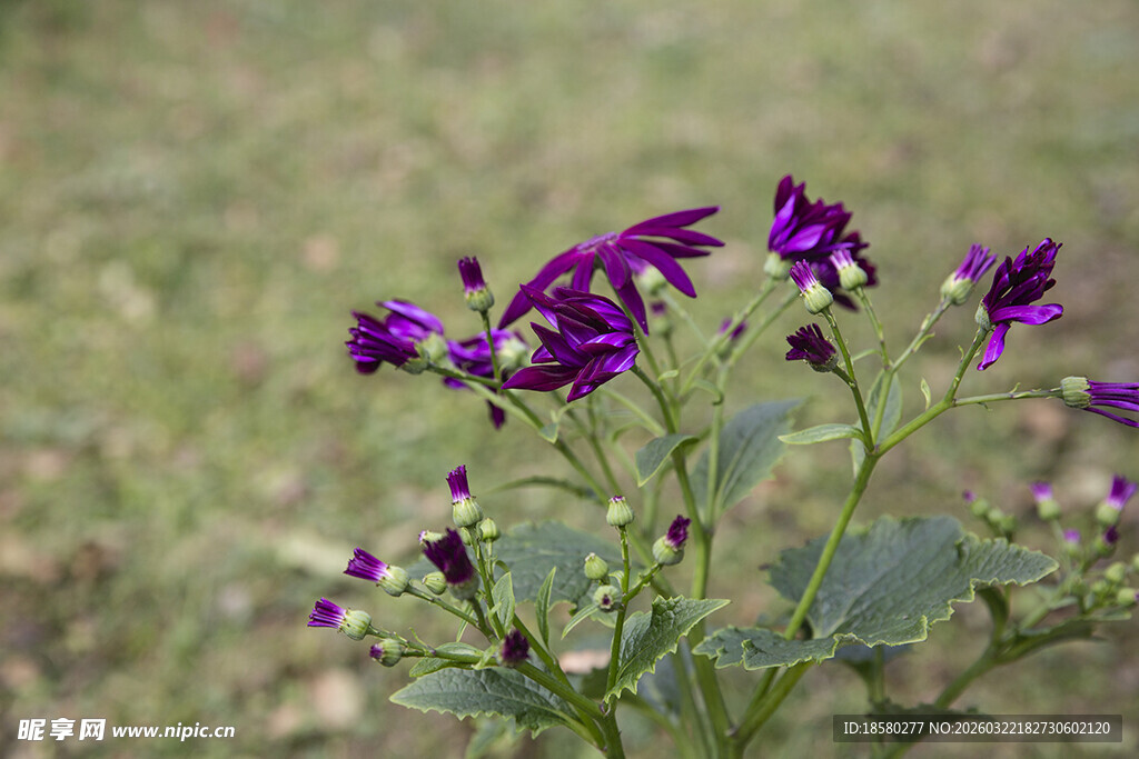 蓝目菊紫色野花绽放于草地
