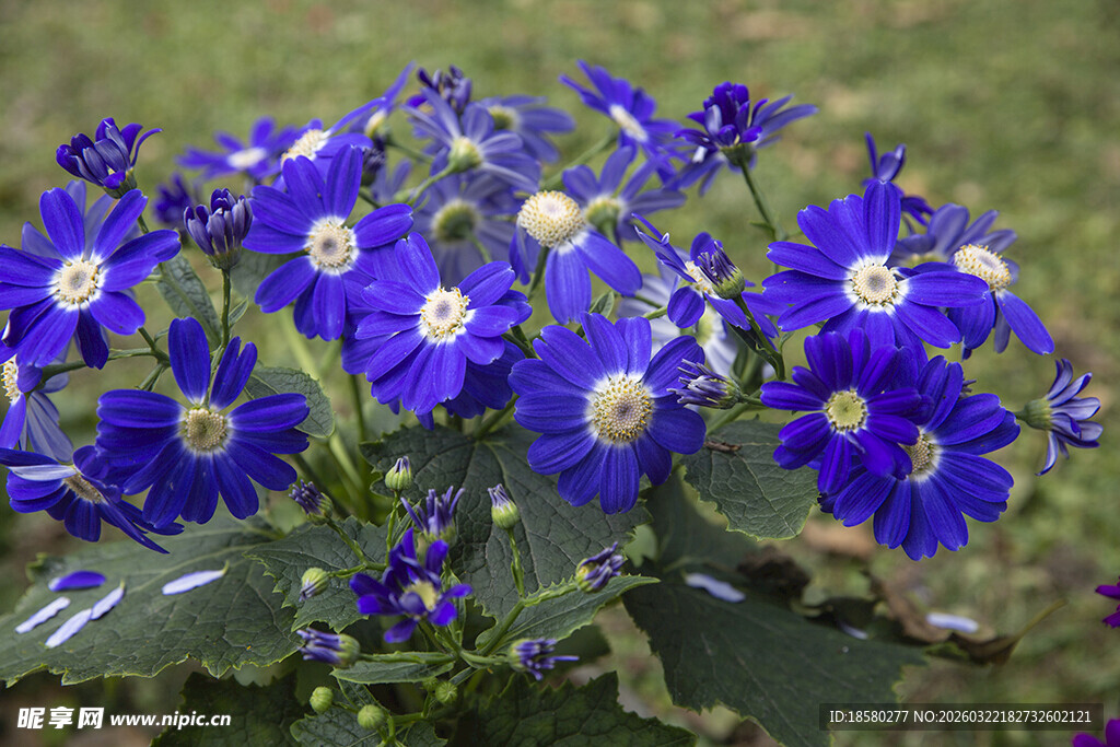 蓝目菊蓝紫色花朵特写