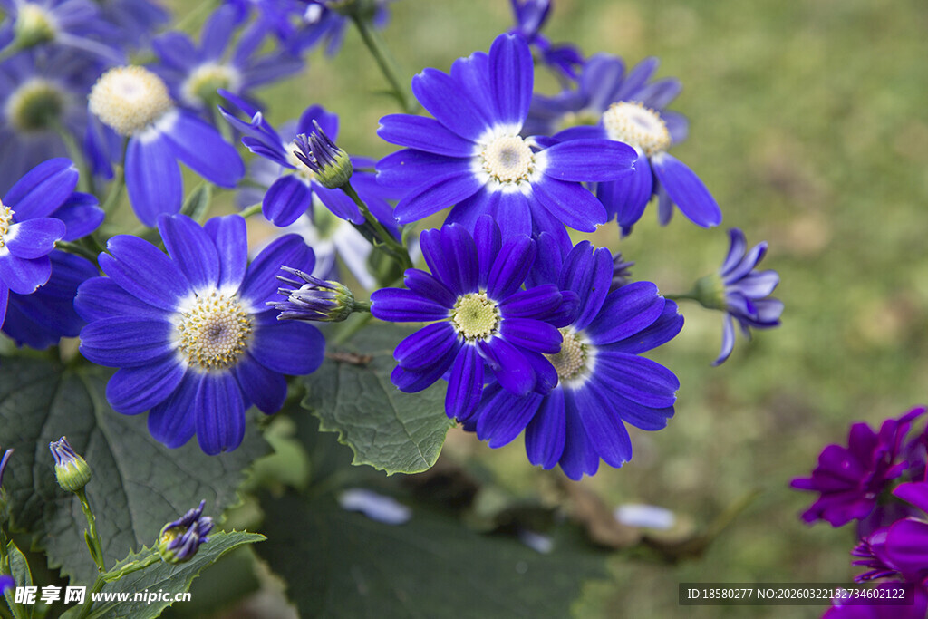 蓝目菊紫色花卉特写