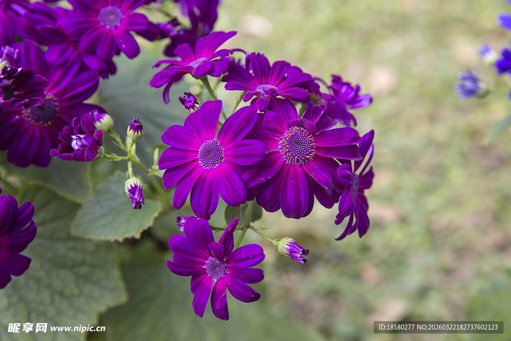 蓝目菊紫色花卉特写