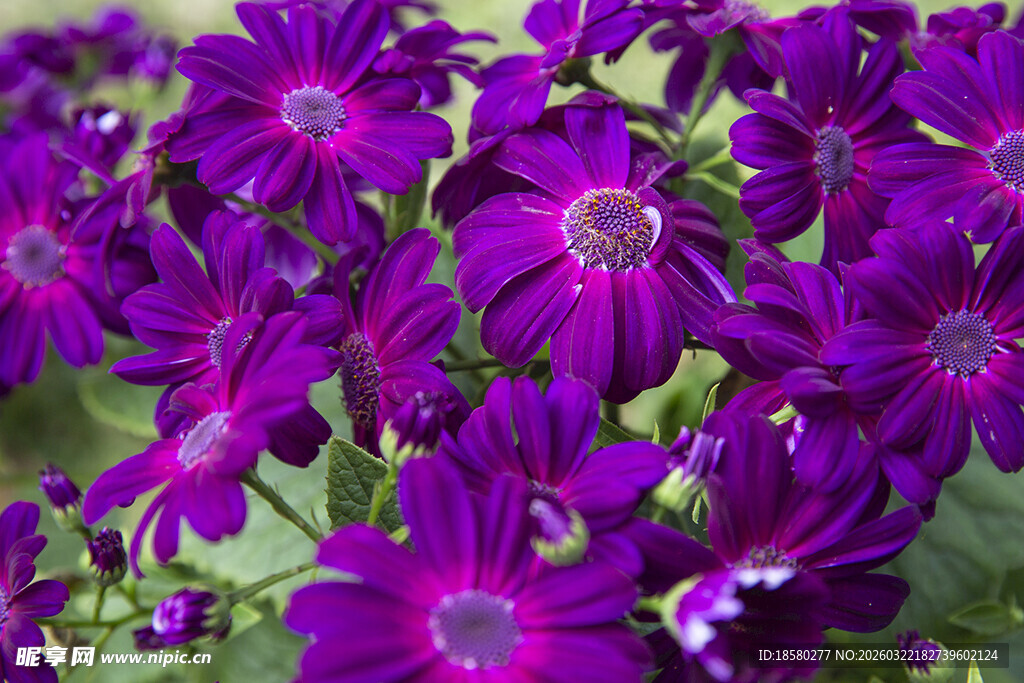 蓝目菊紫色艳丽花朵绽放
