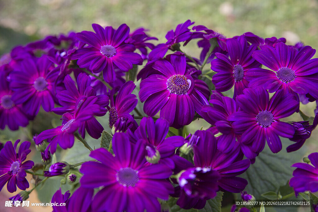 蓝目菊紫色烂漫花朵绽放