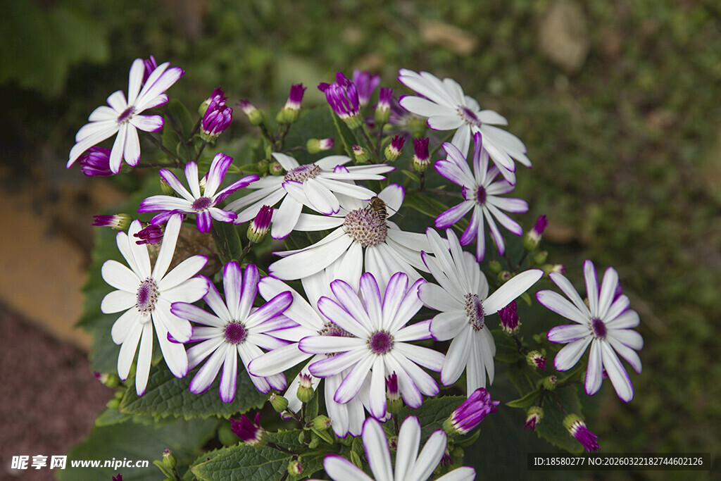 蓝目菊紫白相间美丽花卉绽放