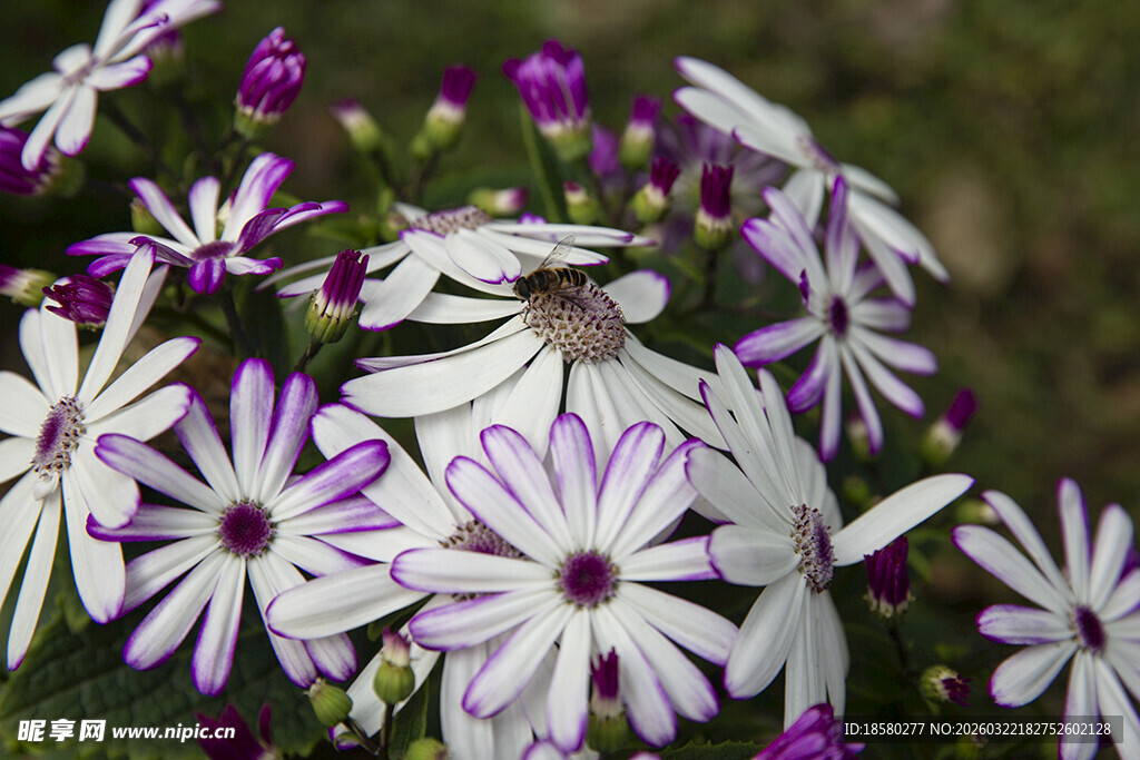 蓝目菊清新紫白相间小雏菊