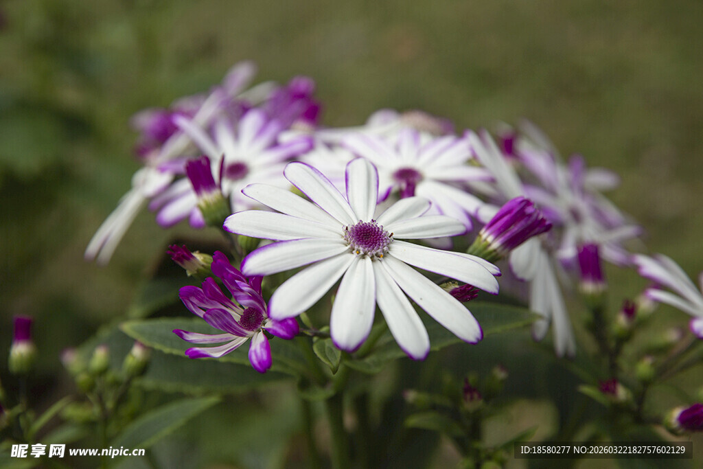 蓝目菊紫白相间美丽雏菊绽放