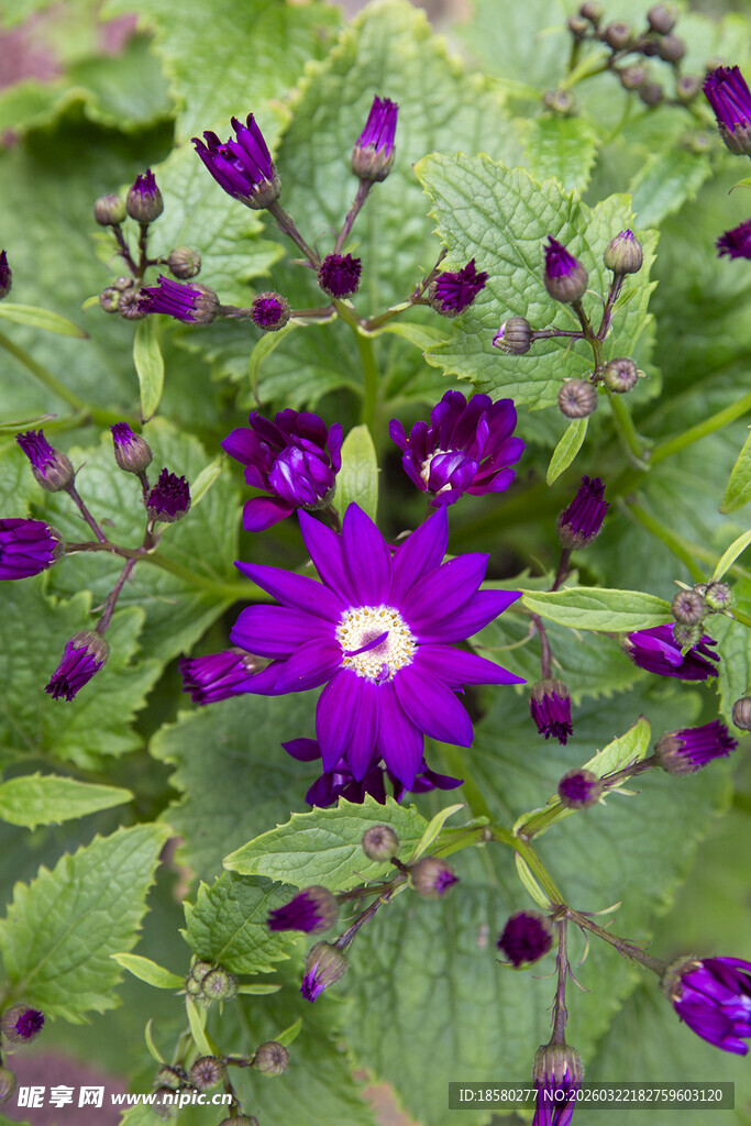 紫色花朵绽放绿叶间