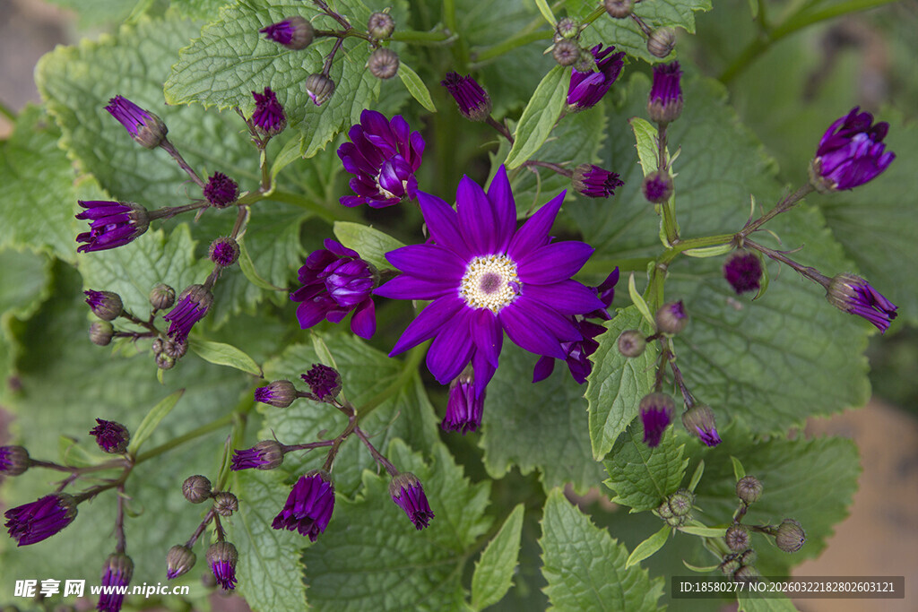 蓝目菊紫色小花绽放绿叶间