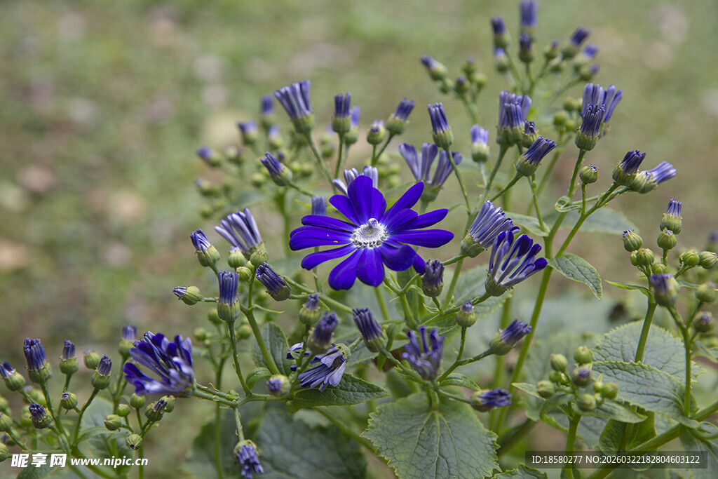 蓝目菊蓝紫色小花绽放于草丛