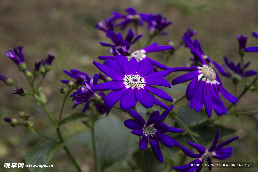 蓝目菊紫色小花绽放