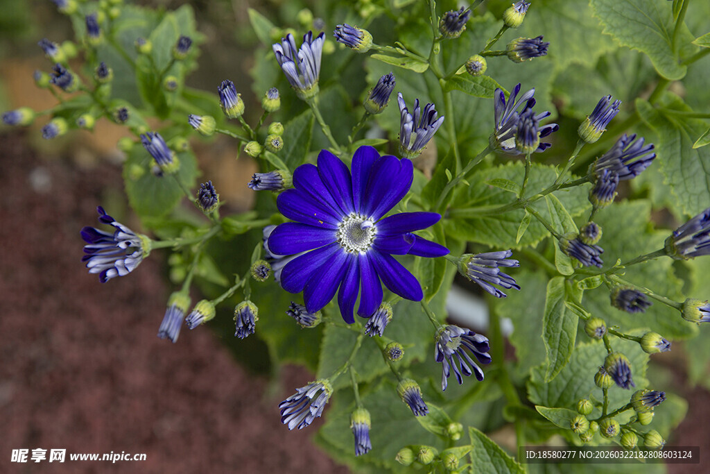 蓝目菊蓝花绽放于绿叶间