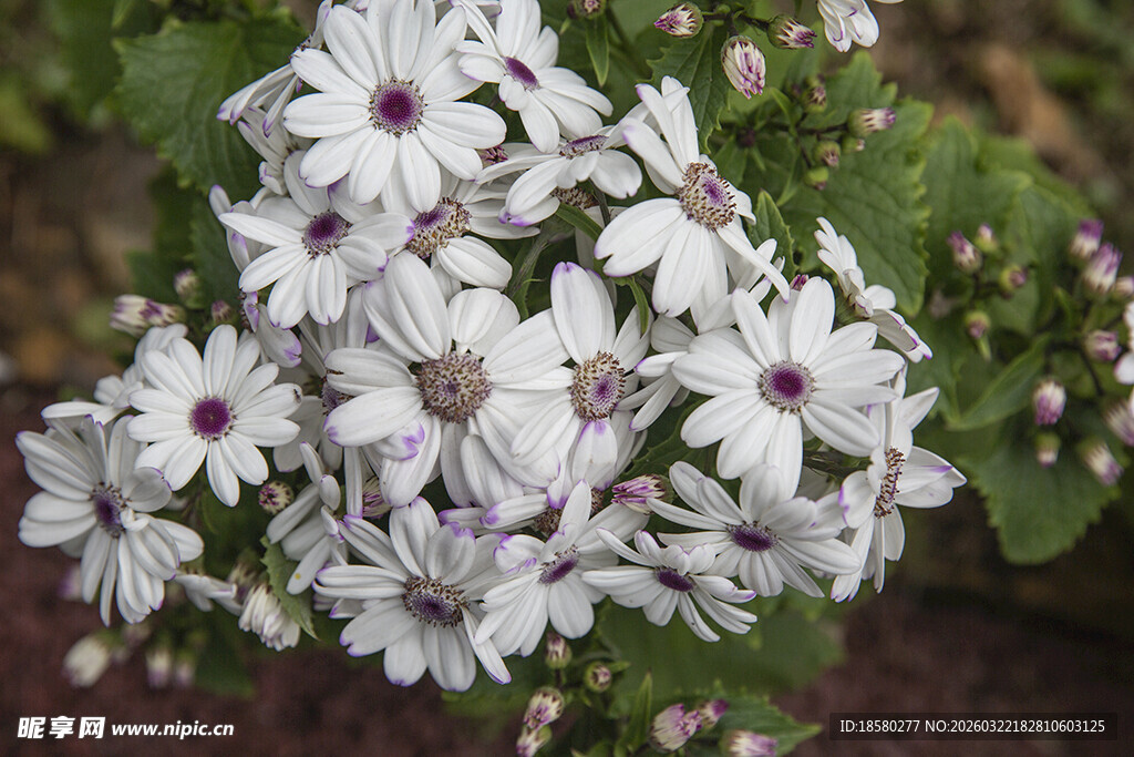 蓝目菊白色紫心小花绽放