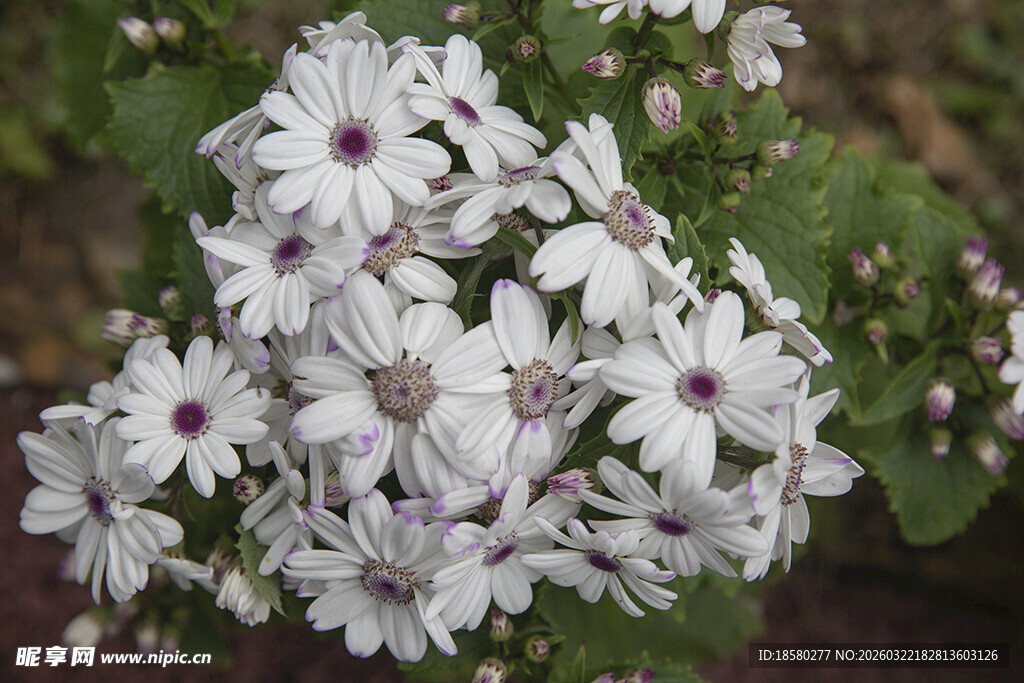 蓝目菊白色小花绽放生机