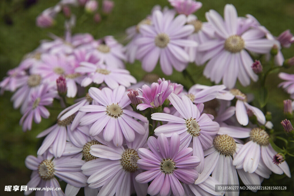 蓝目菊美丽粉白雏菊绽放