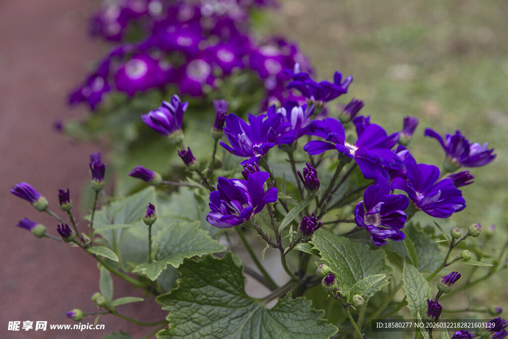 蓝目菊紫色花卉特写