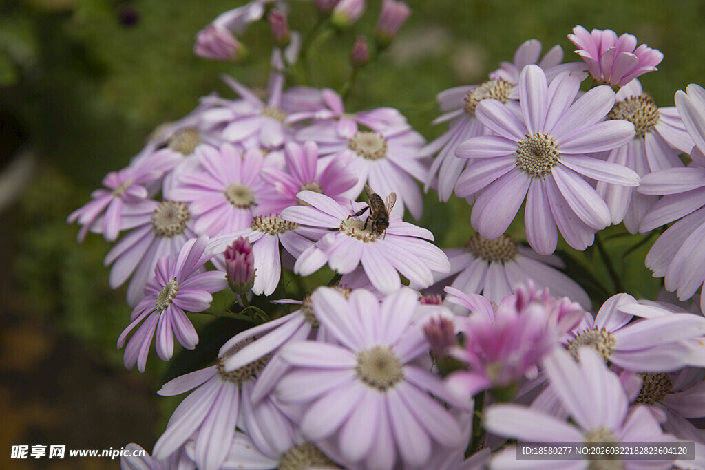 蓝目菊淡紫色美丽花朵绽放