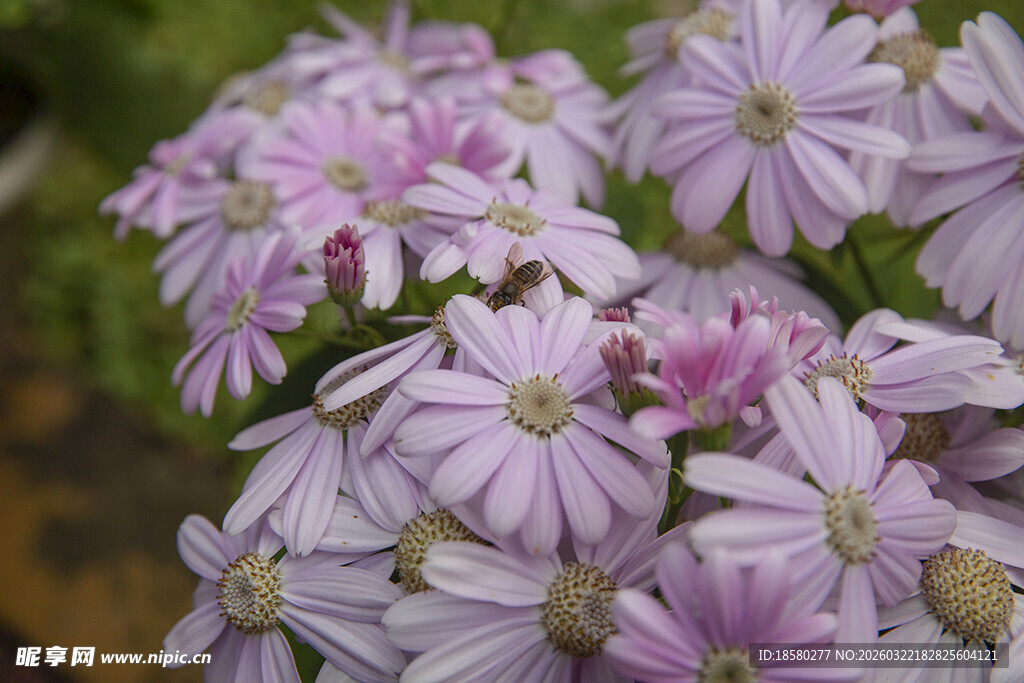 蓝目菊淡紫色小雏菊绽放