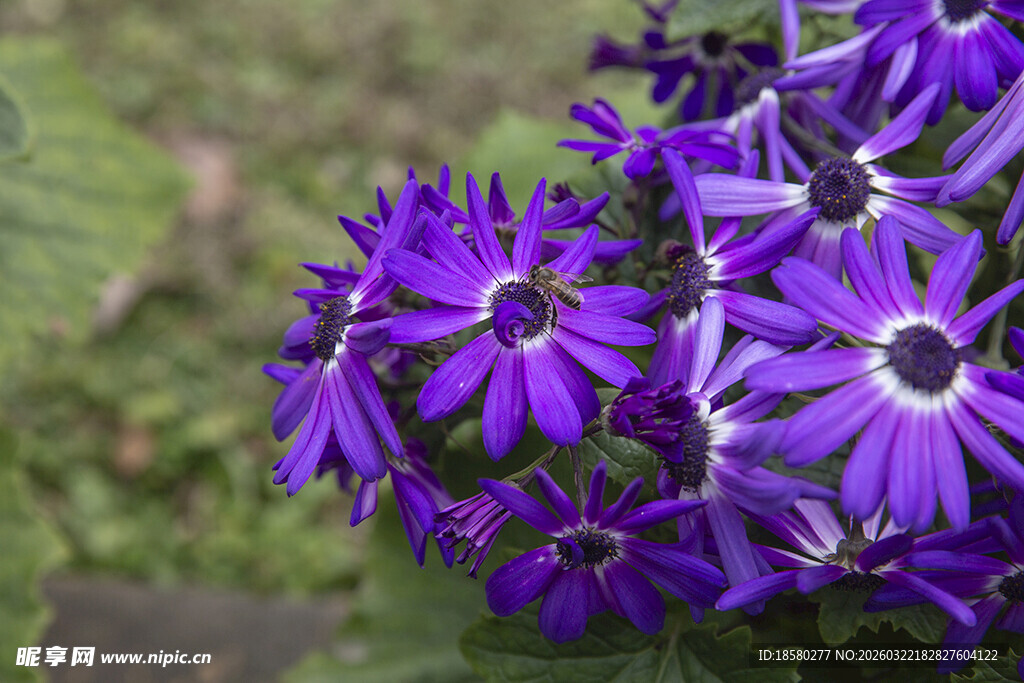 蓝目菊紫色美丽花朵特写