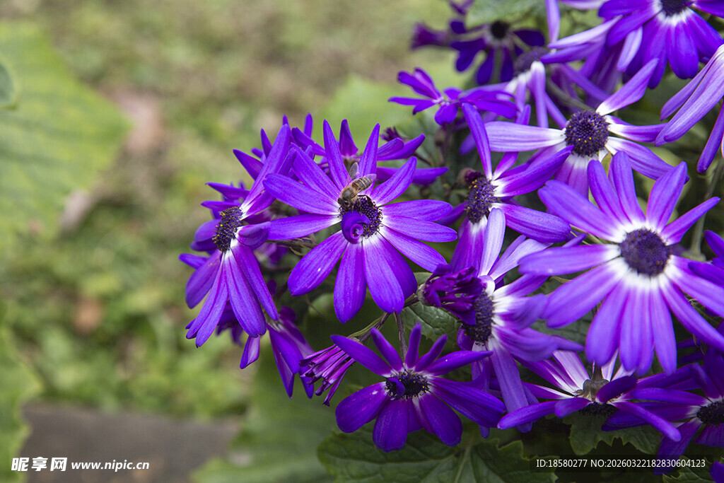 蓝目菊紫色美丽花卉特写
