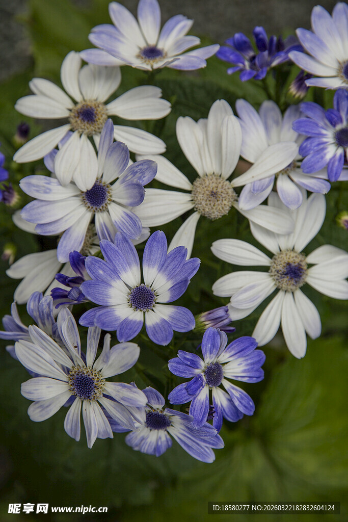 蓝目菊蓝白相间美丽花卉特写