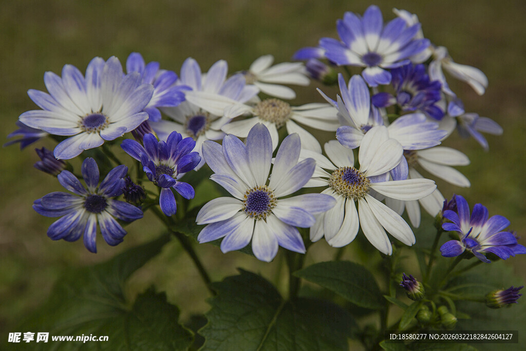 蓝目菊蓝白雏菊绽放