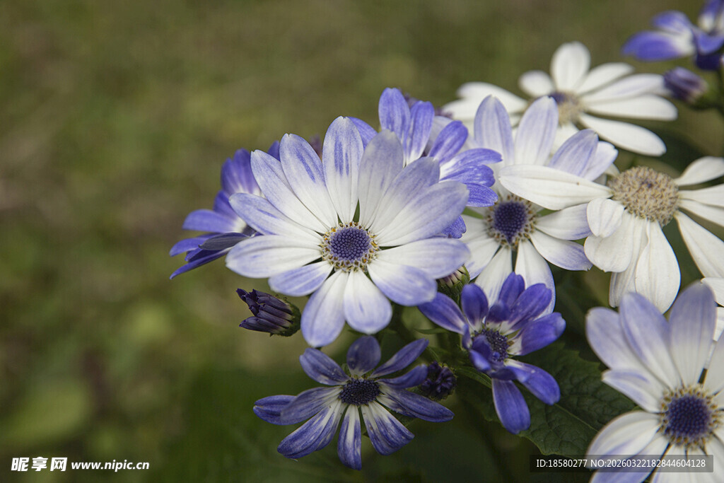 蓝目菊蓝白花朵绽放于绿意间
