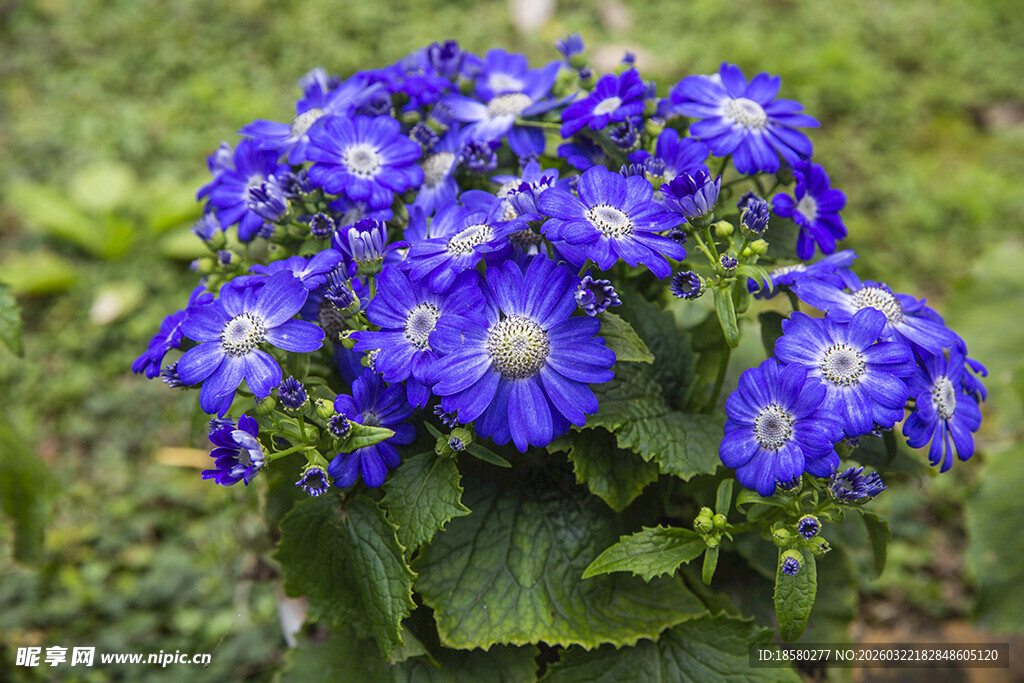 蓝目菊蓝紫色翠菊绽放