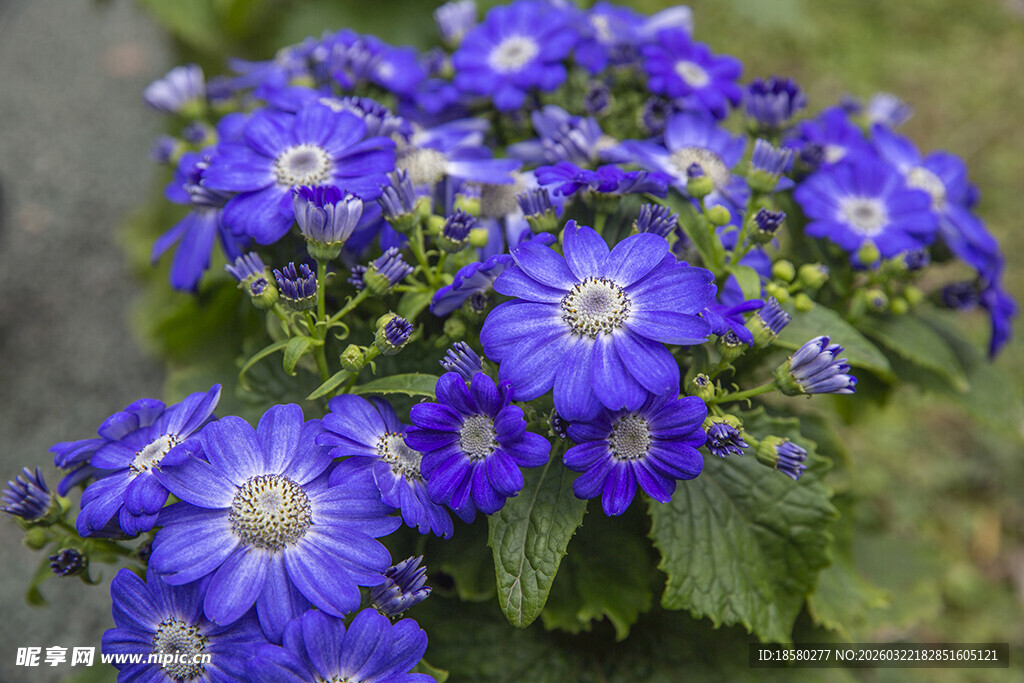蓝目菊蓝紫色花卉绽放的美丽瞬间