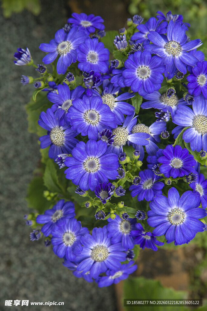 蓝目菊蓝紫花朵绽放美丽瞬间