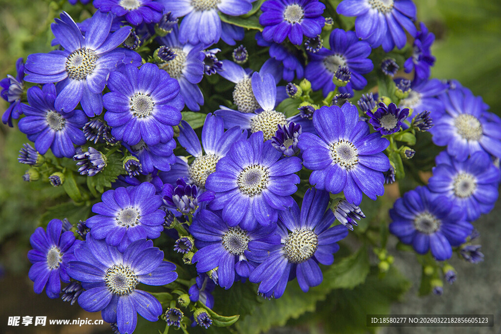 蓝目菊蓝紫色美丽花朵绽放