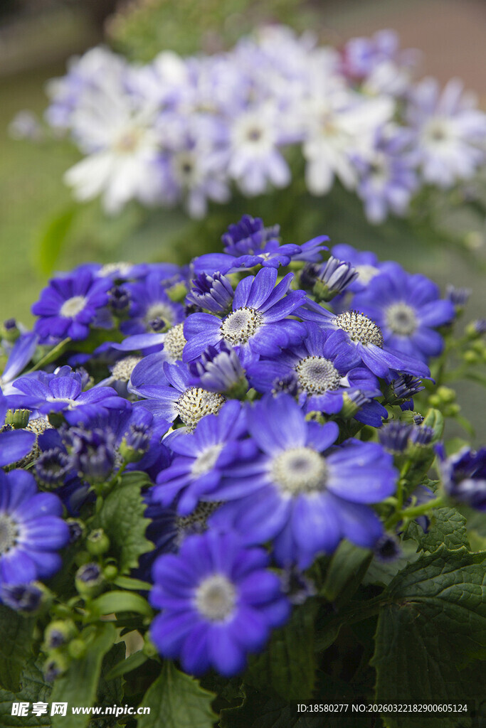 蓝目菊蓝紫花卉绽放美景