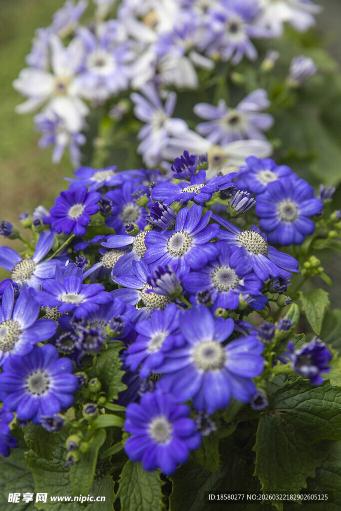 蓝目菊蓝白花朵绽放的美丽景致