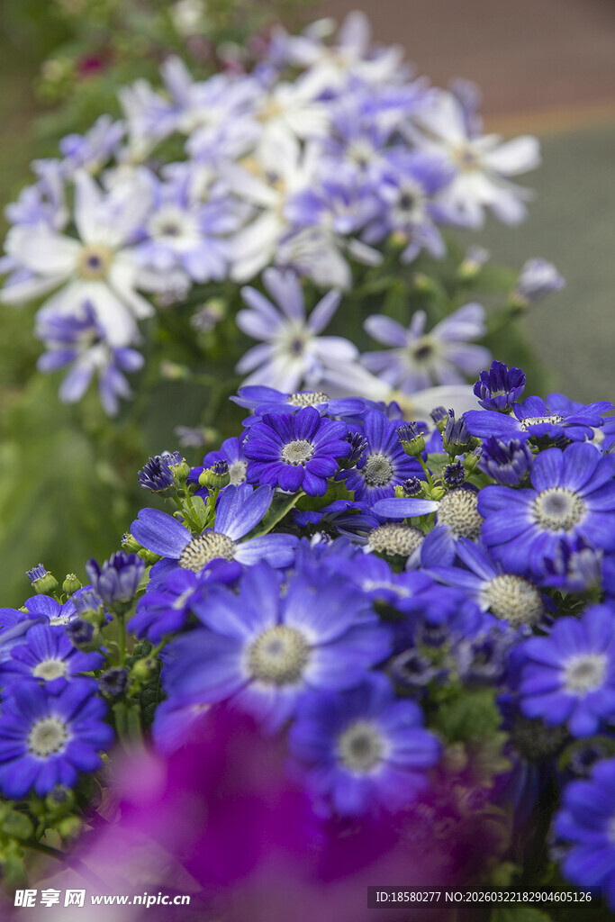 蓝目菊多彩花卉绽放美丽瞬间