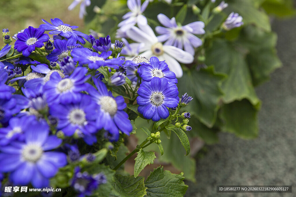 蓝目菊蓝白花朵绽放