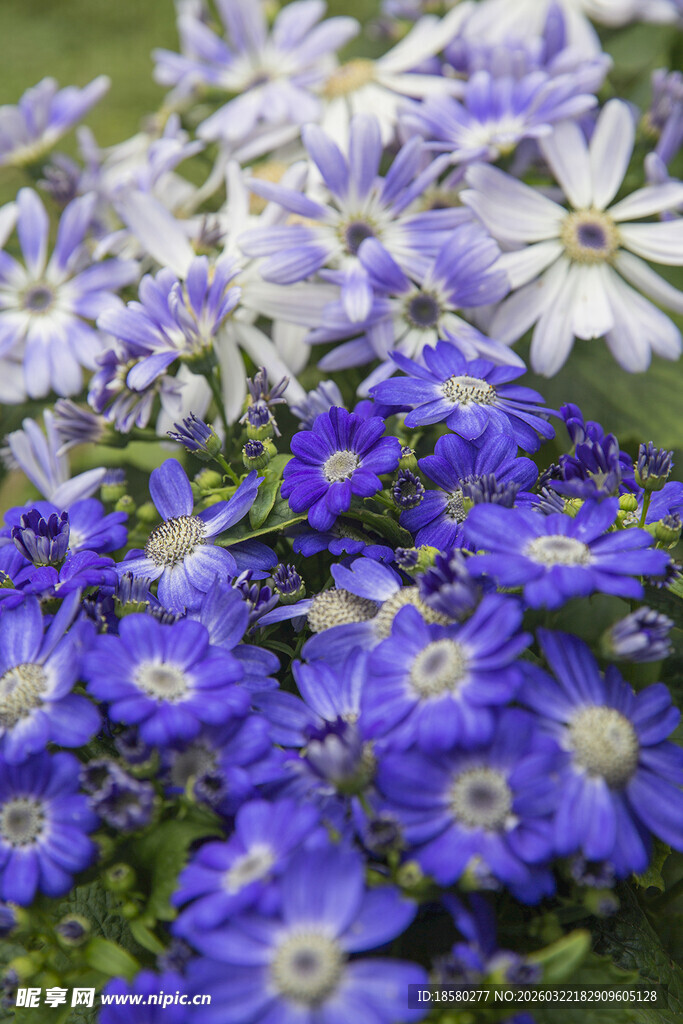 蓝目菊蓝白小花绽放的美丽景象