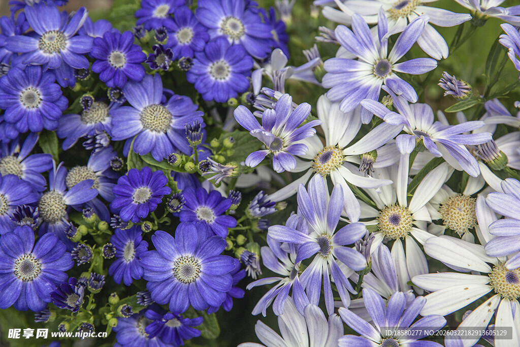 蓝目菊蓝白相间美丽花卉绽放