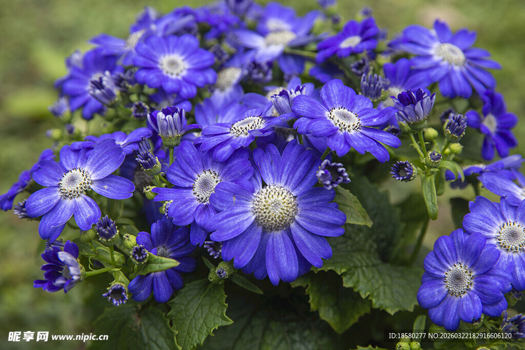 蓝目菊蓝紫色花朵绽放的美丽景致