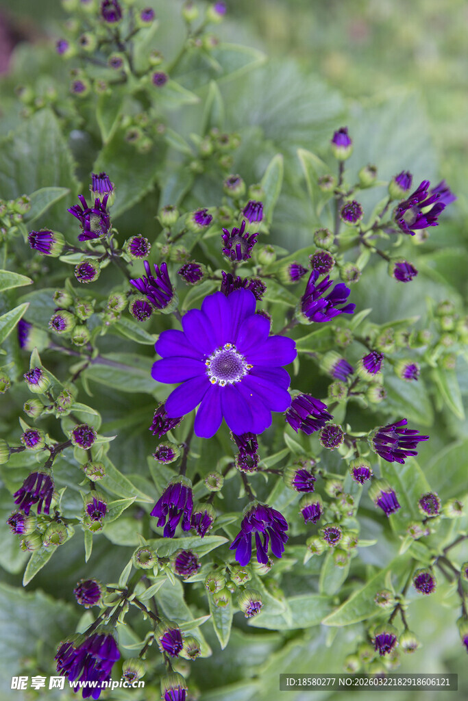 蓝目菊紫色小花绽放绿叶间