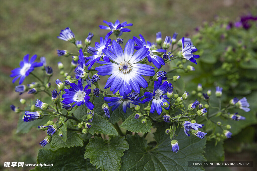 蓝目菊蓝白绽放的美丽牵牛花