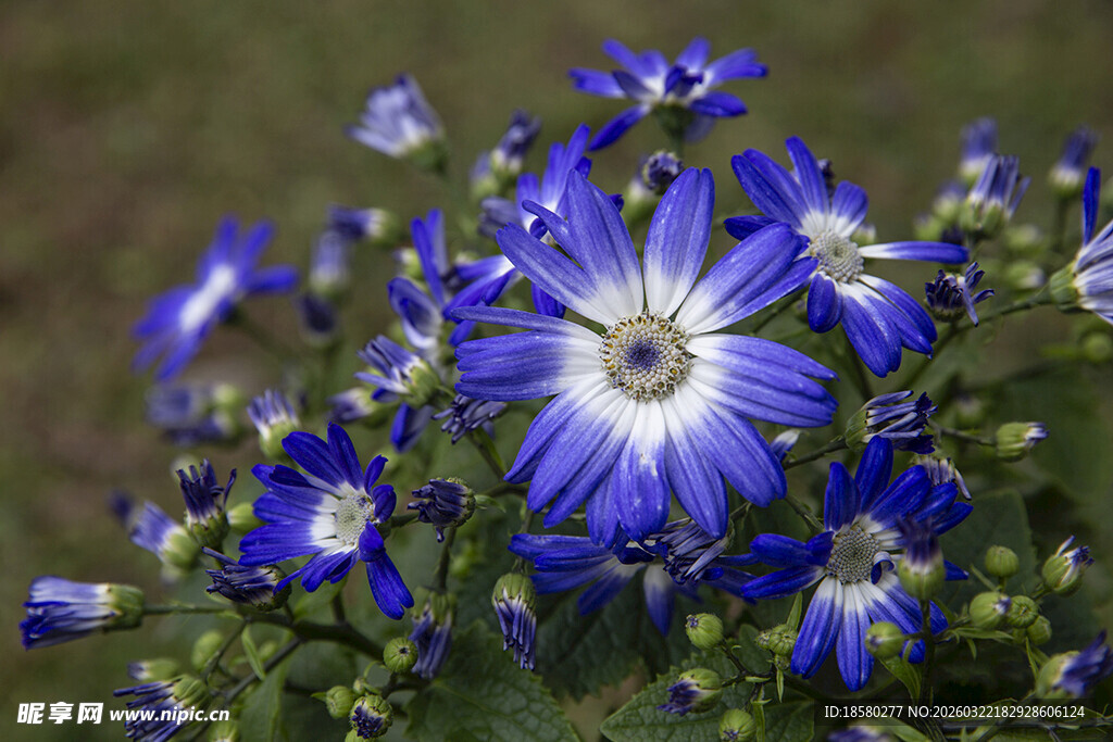蓝目菊蓝白相间美丽花朵绽放