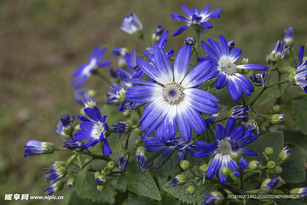 蓝目菊蓝白小花绽放美丽瞬间