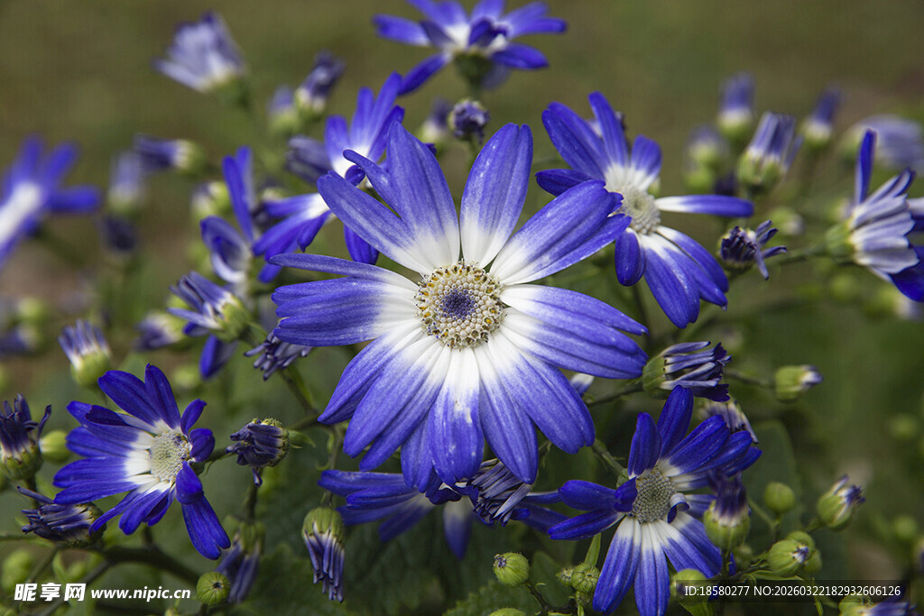 蓝目菊蓝紫色花朵特写