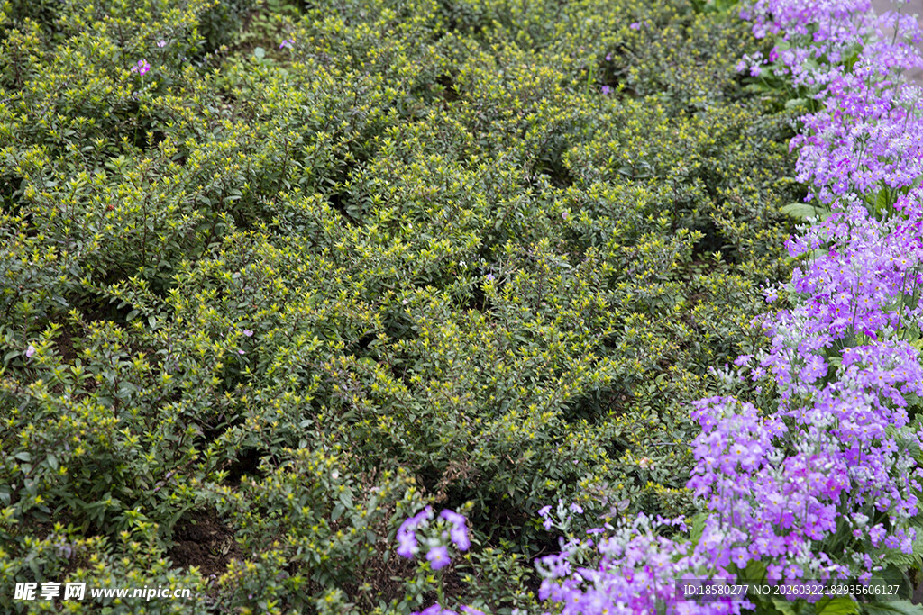 酢浆草紫色花卉与绿植相映成趣